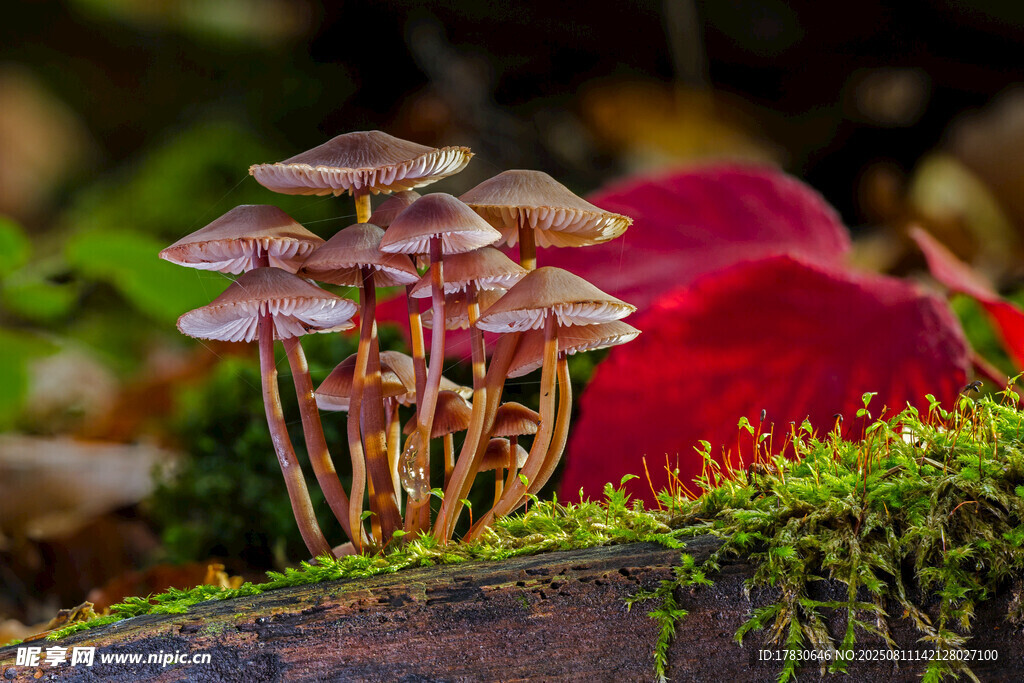 苔蘚上的簇生小蘑菇