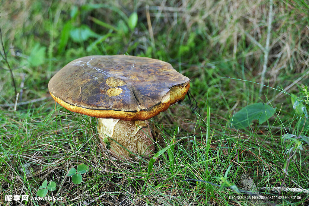草地上的棕色蘑菇