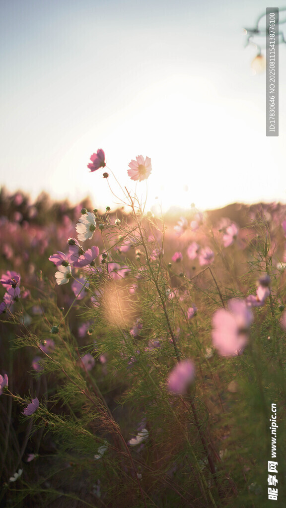 夕陽下的爛漫花海