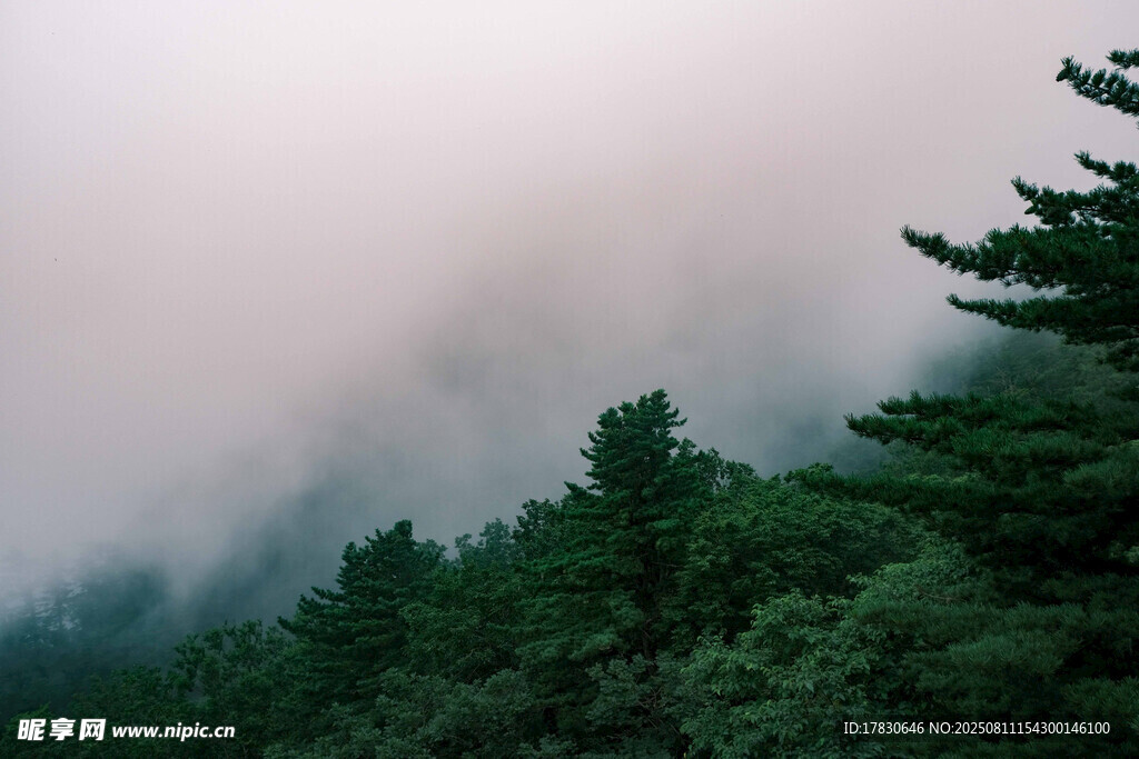 云霧繚繞的山林美景