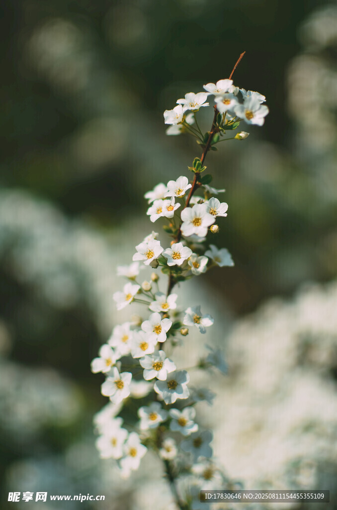 一枝素雅小白花綻放