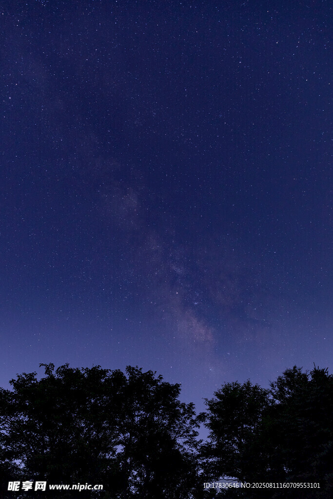 夜幕下的樹林與璀璨星空