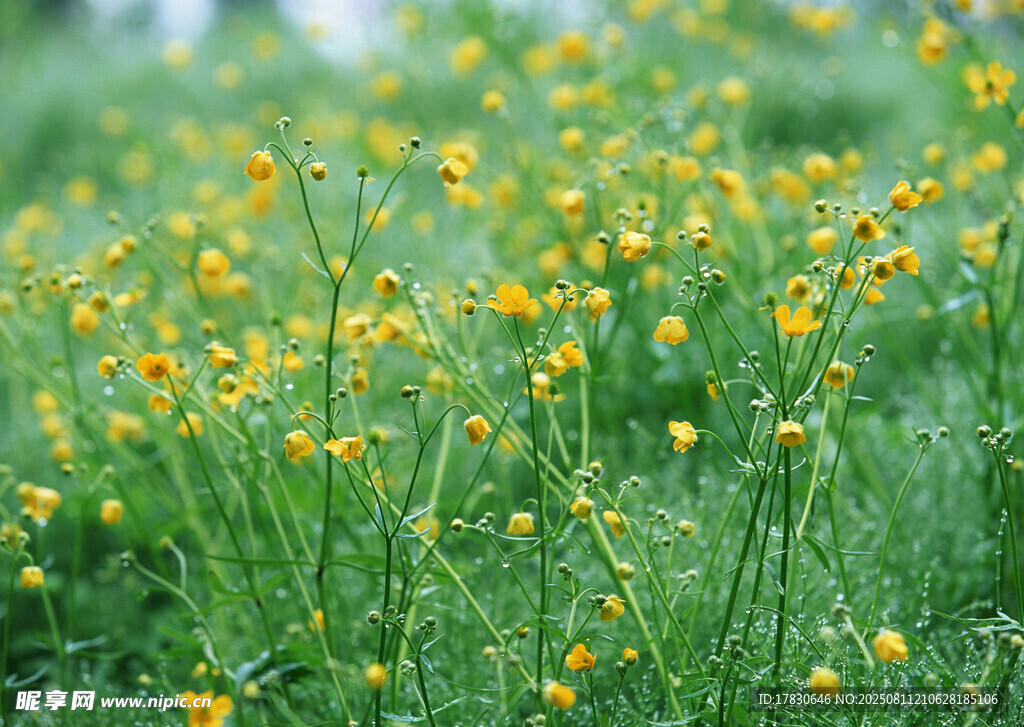 春日黃花爛漫草地