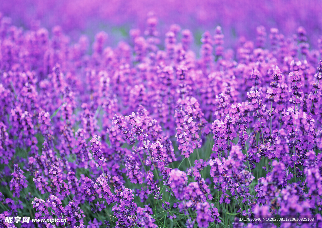 紫色薰衣草花海美景
