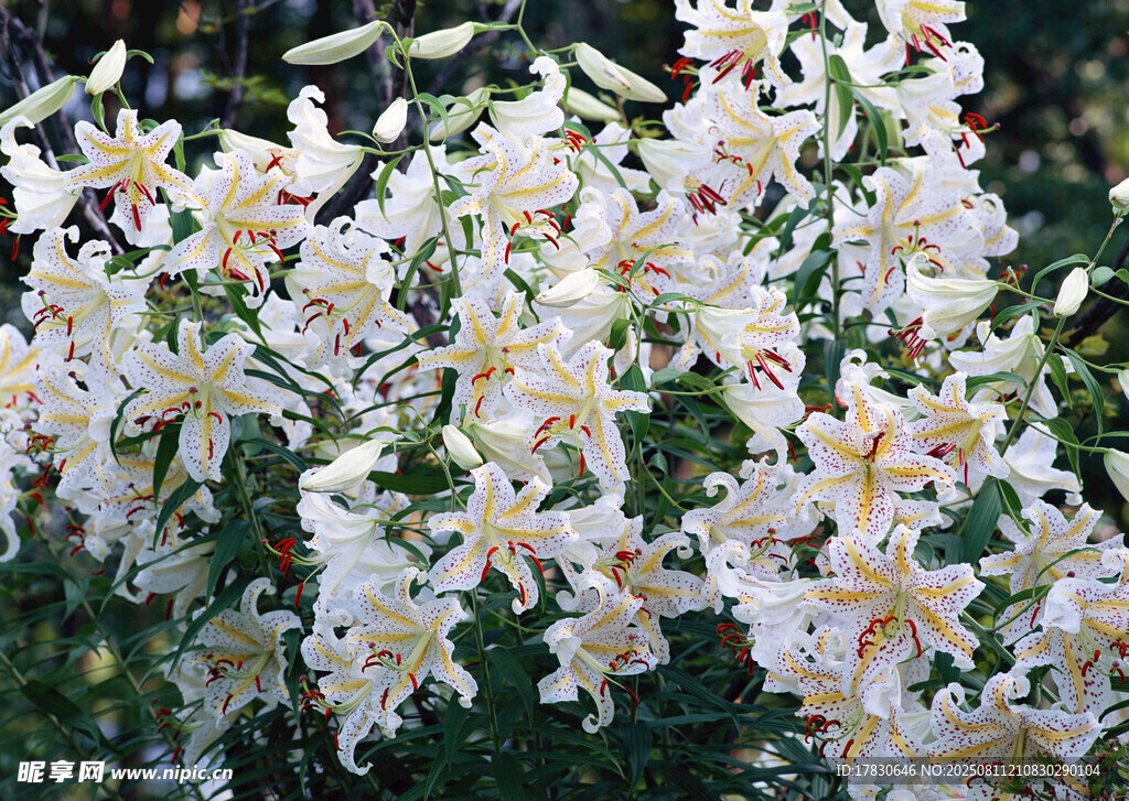 白色百合花綻放美景
