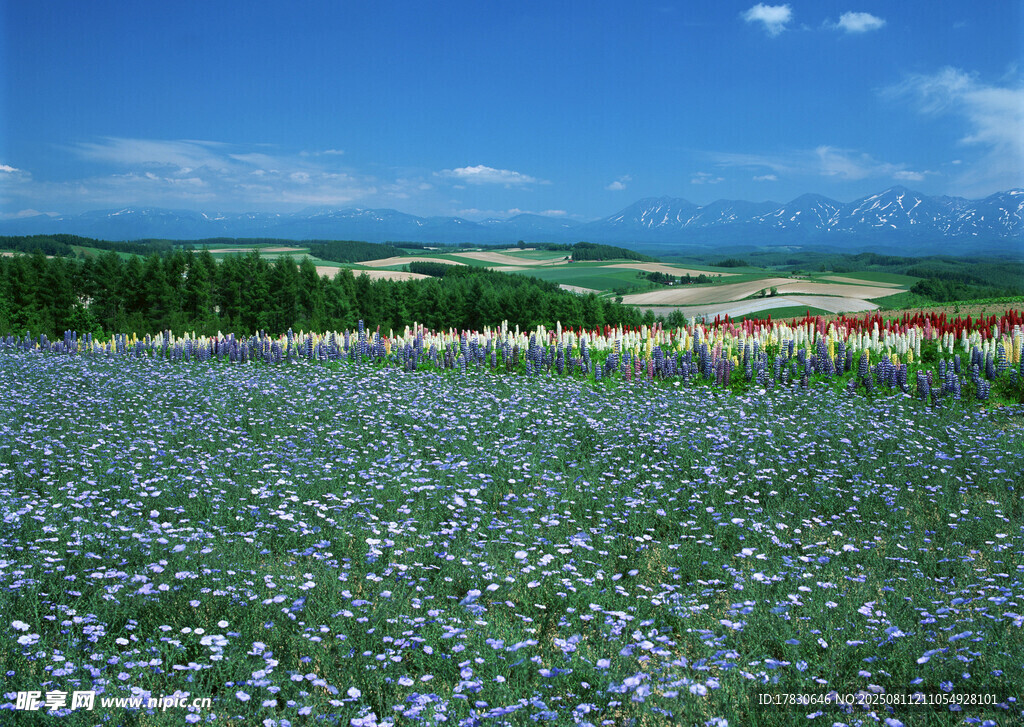 藍(lán)花遍野的美麗田園風(fēng)光