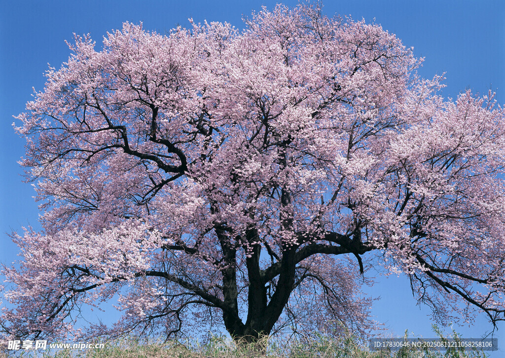 獨(dú)株盛開(kāi)的絢爛櫻花樹(shù)