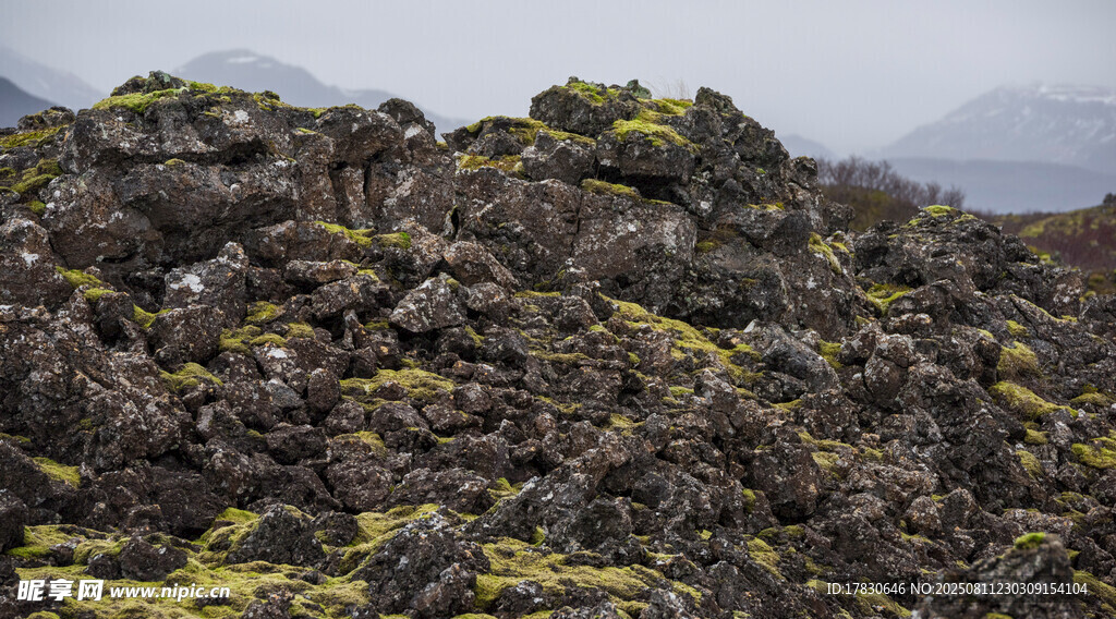 火山巖上的黃綠苔蘚景觀