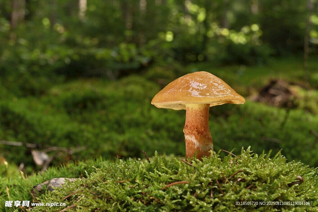 森林中生長的蘑菇