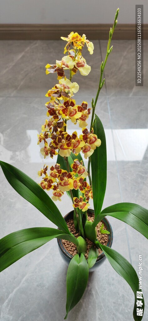優(yōu)雅黃蘭花瓶插花