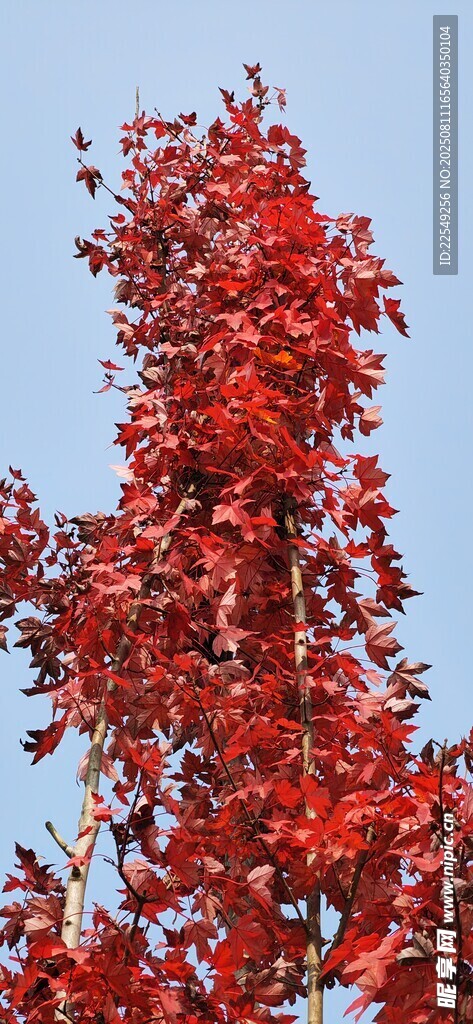紅果滿枝映藍天