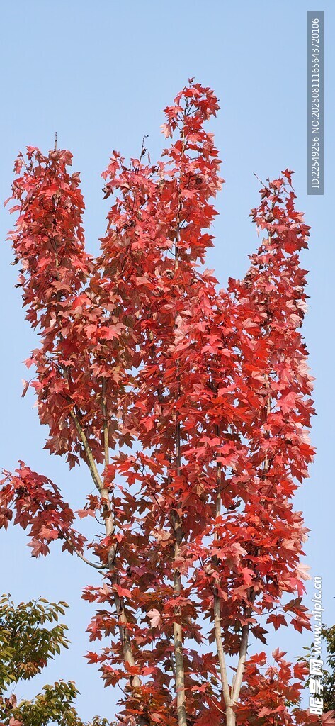 秋日紅楓映藍天
