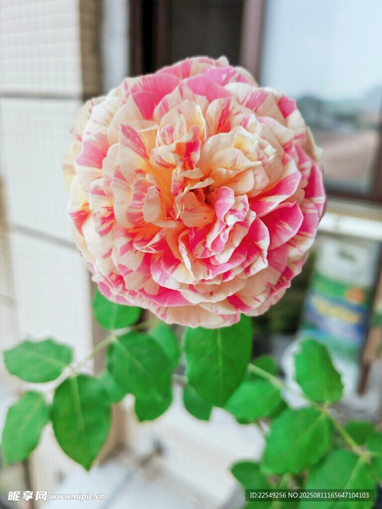 嬌艷雙色月季花特寫