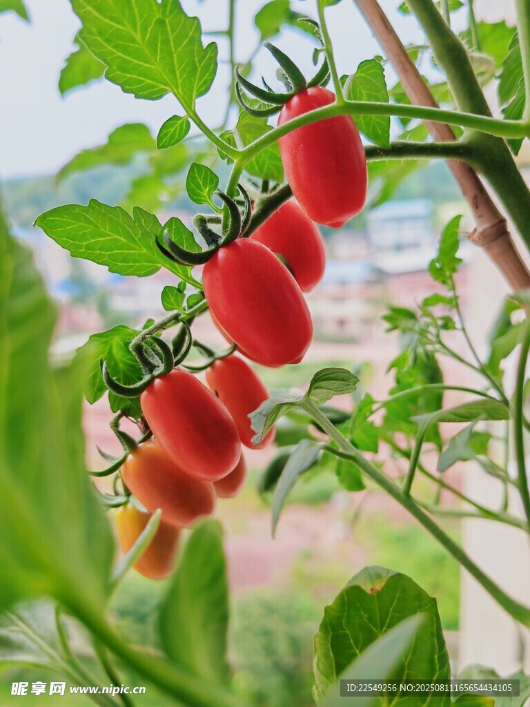枝頭紅透的新鮮小番茄