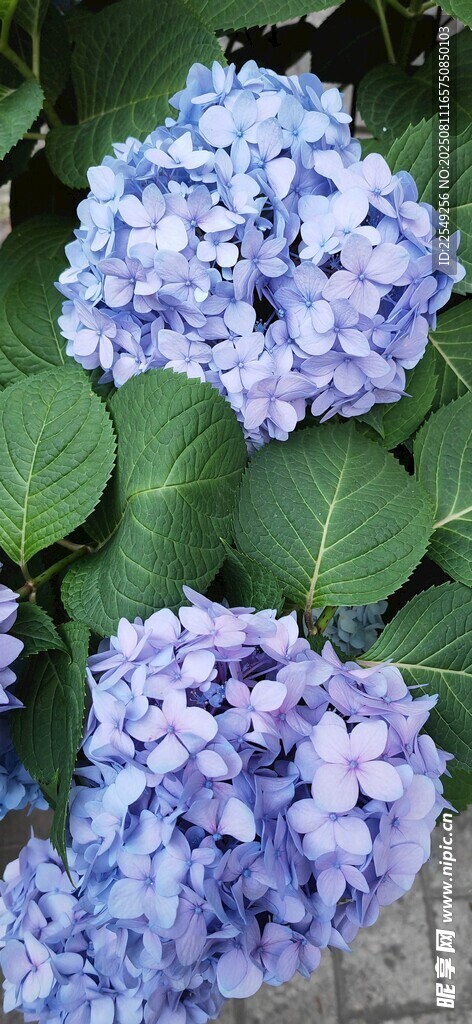 藍(lán)紫色繡球花綻放
