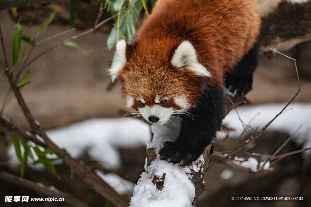 小熊貓雪地中嗅聞樹枝