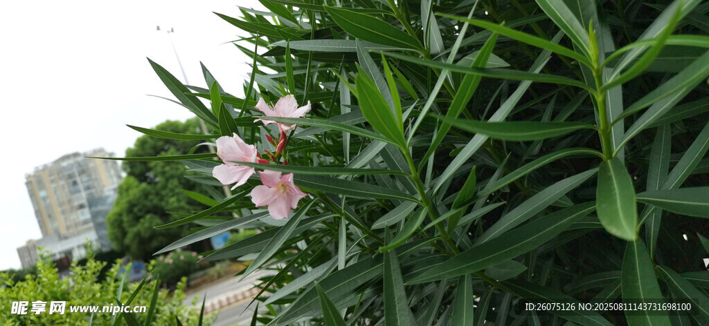 綠葉叢中綻放的粉色夾竹桃花