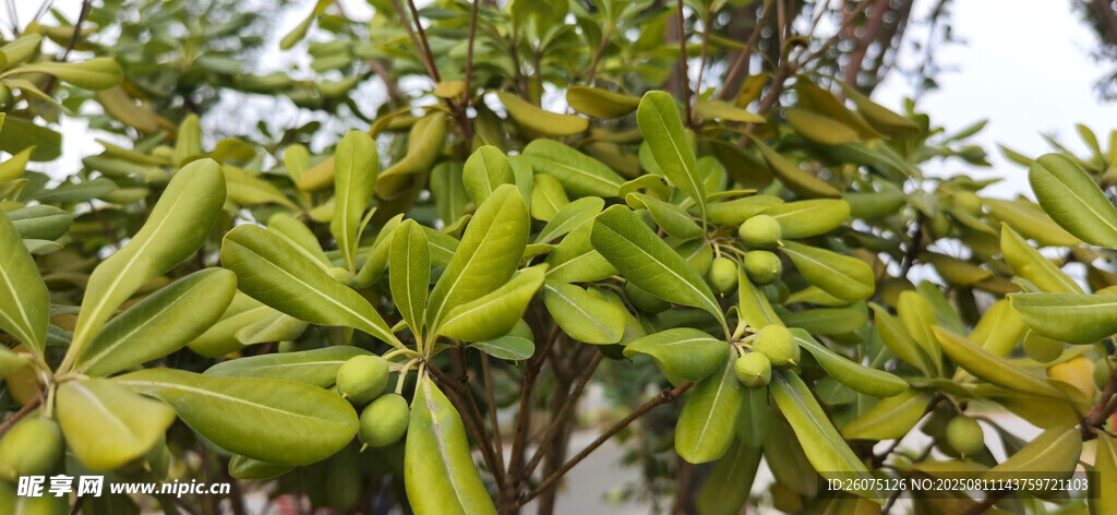 枝葉繁茂的綠植與果實(shí)