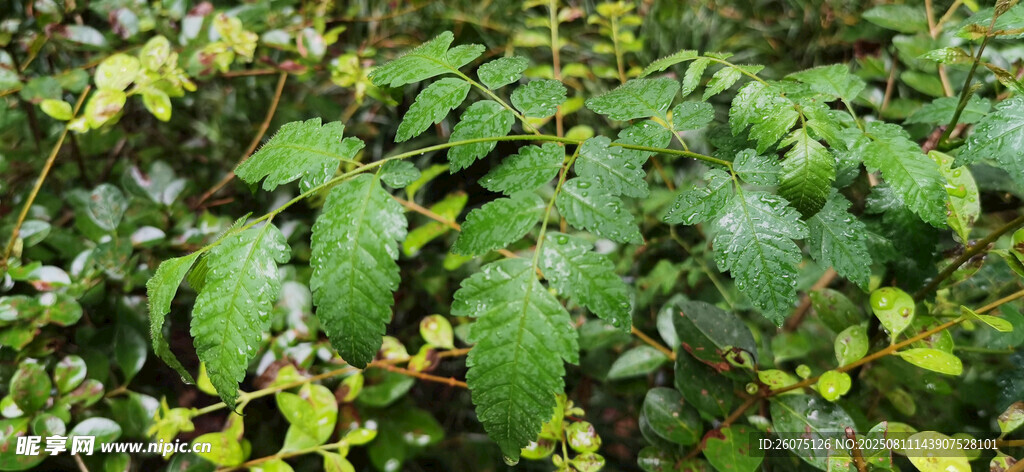 雨中的翠綠繁茂的植物景觀