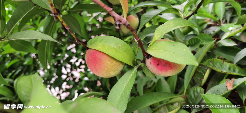 綠葉間的多彩桃子果實