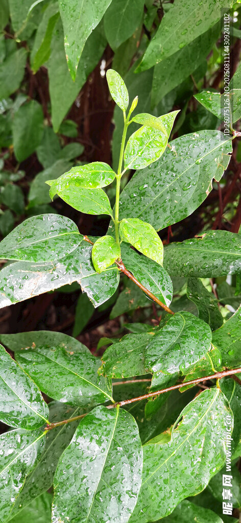 雨后翠綠葉片的清新植物