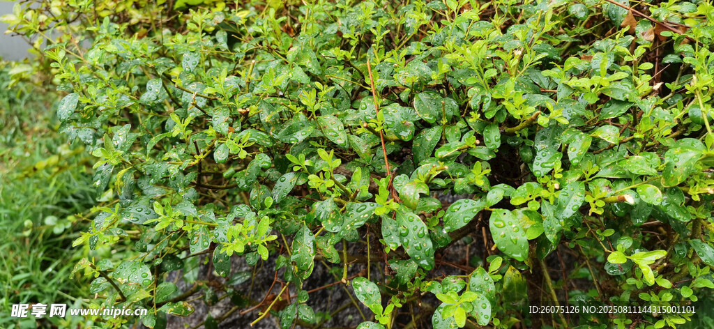 雨后的茂密綠植景觀