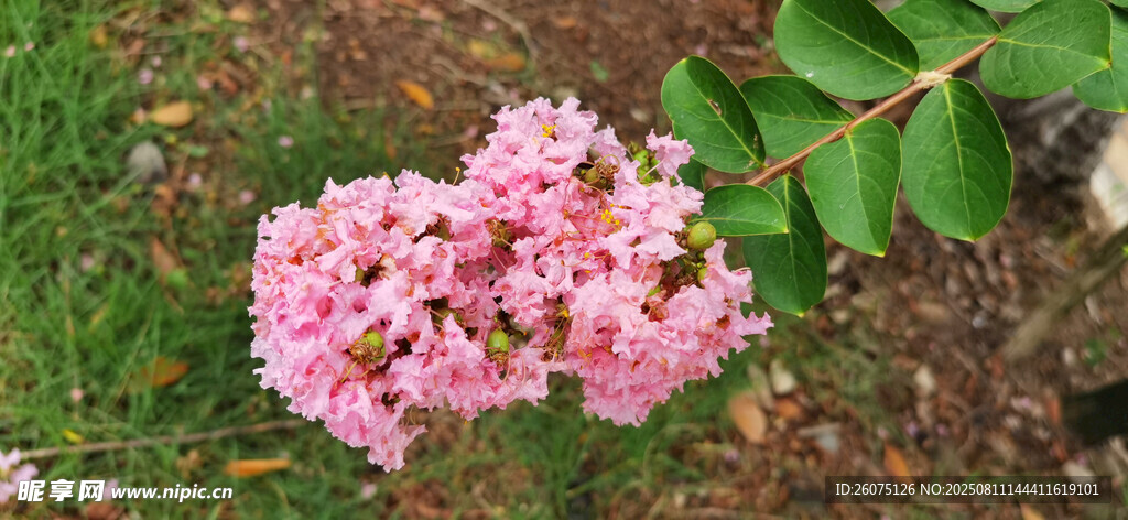 粉色紫薇花綻放于草地