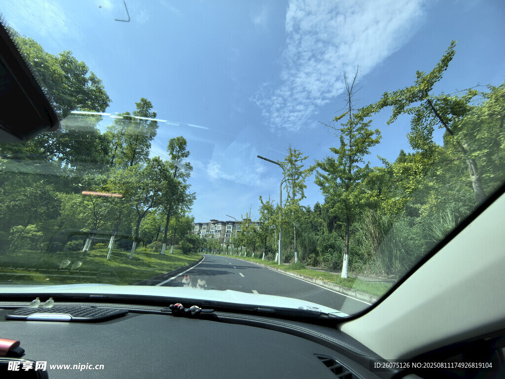 車內視角的道路綠樹風景