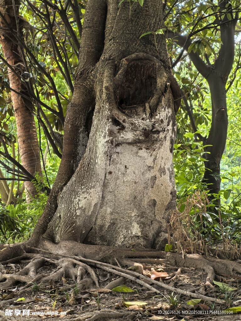 奇特樹(shù)洞老樹(shù)自然奇觀