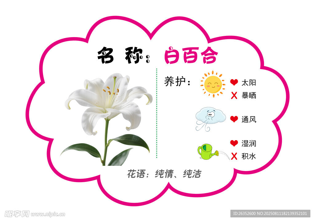 白百合