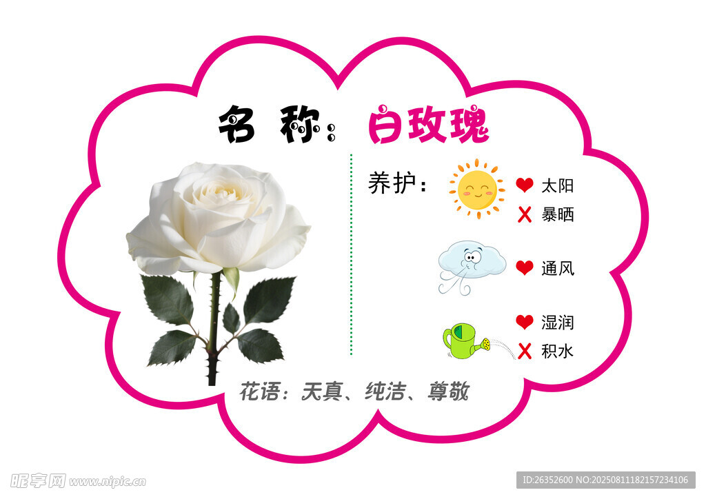 白玫瑰