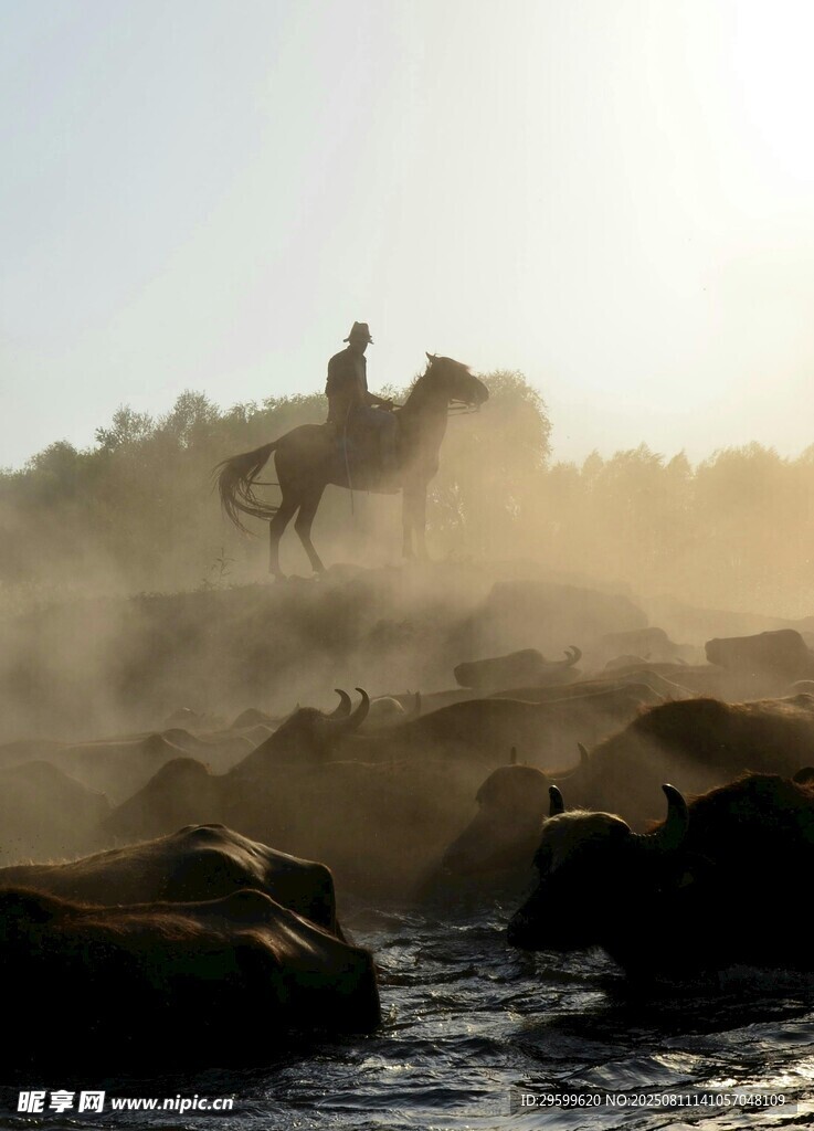 夕陽下騎手策馬踏水