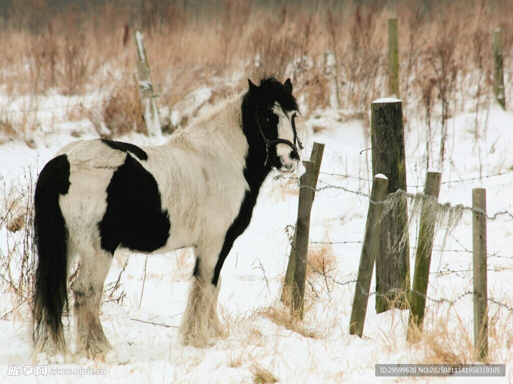 雪地中黑白花馬立圍欄旁
