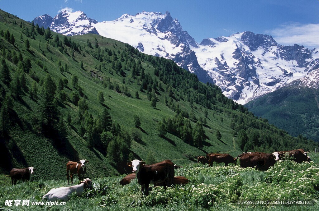 高山牧場(chǎng)景色