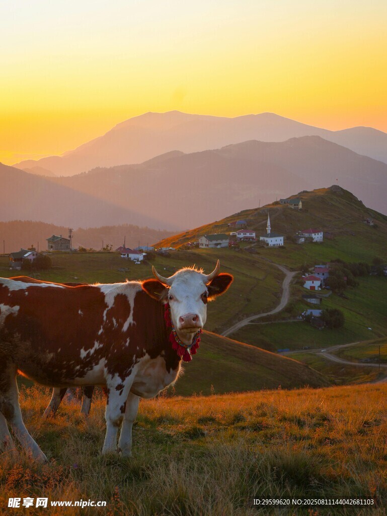 夕陽下牧場上的奶牛