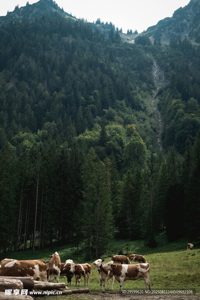 山間牧場景色