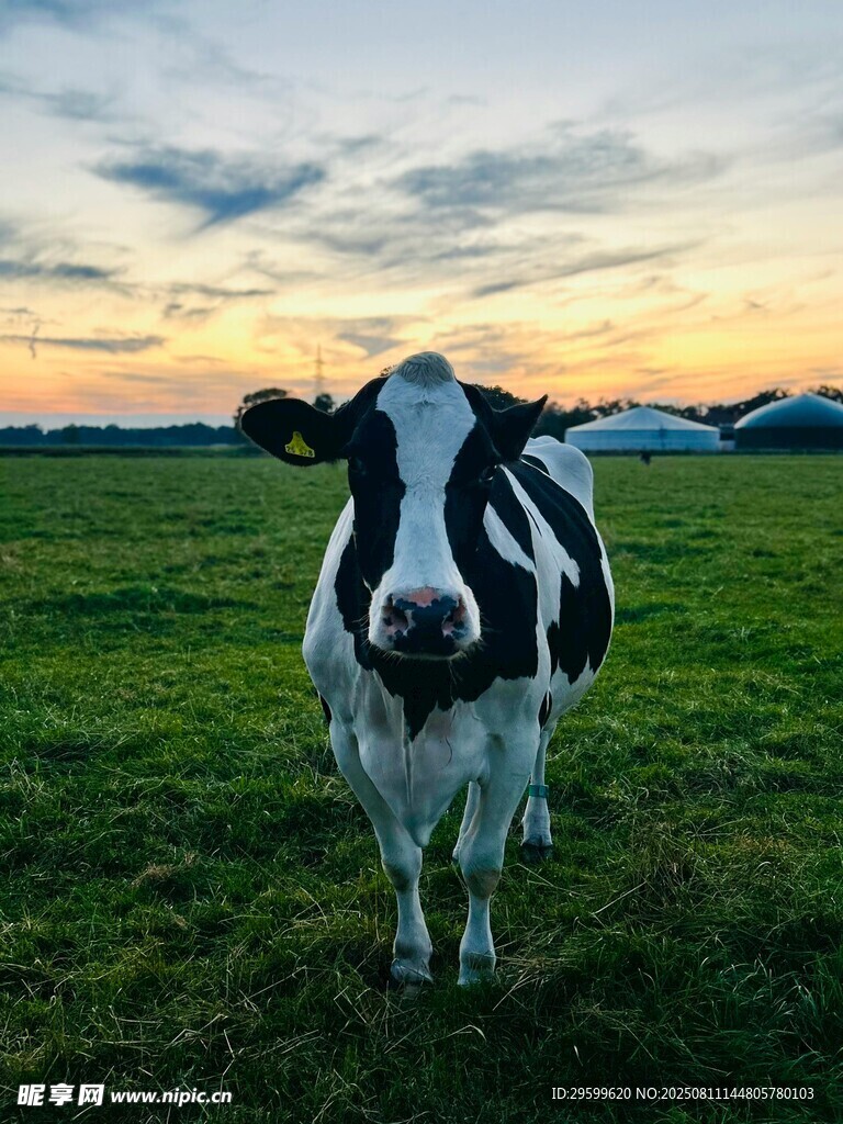 夕陽(yáng)下的黑白花奶牛