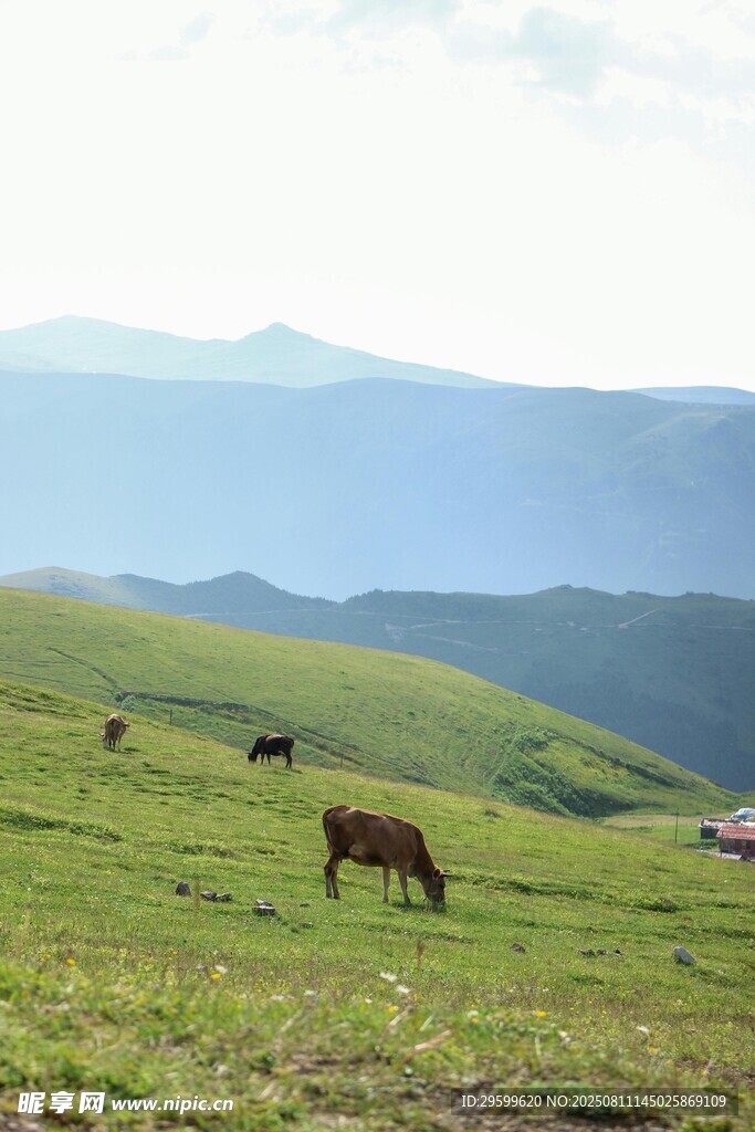 草原牧牛風(fēng)景