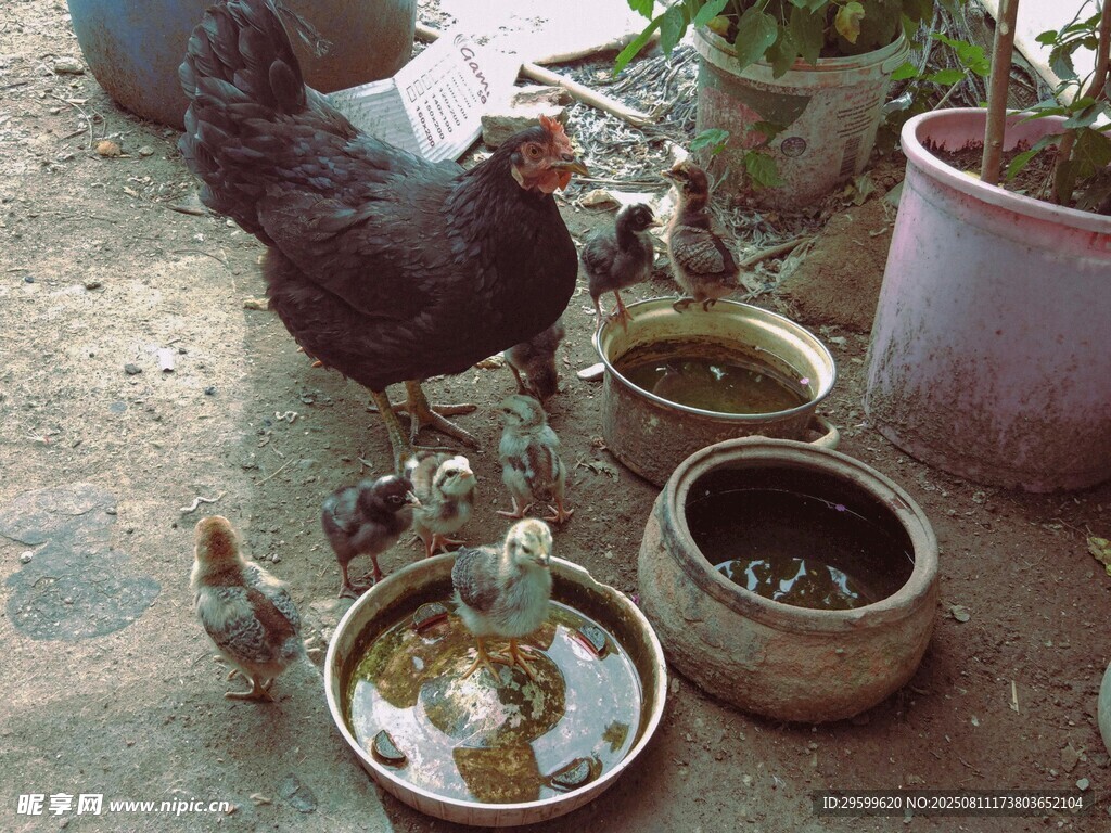 母雞帶小雞在盆邊覓食