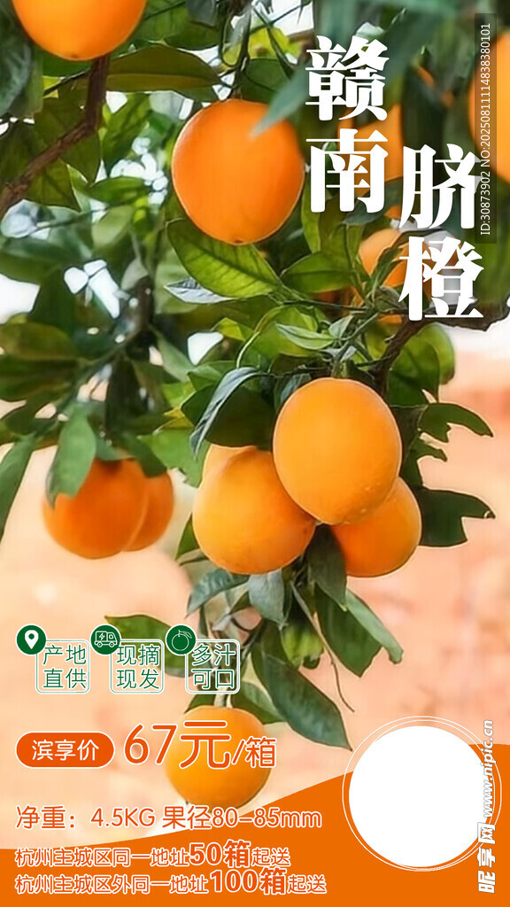 贛南臍橙   果香滿枝頭