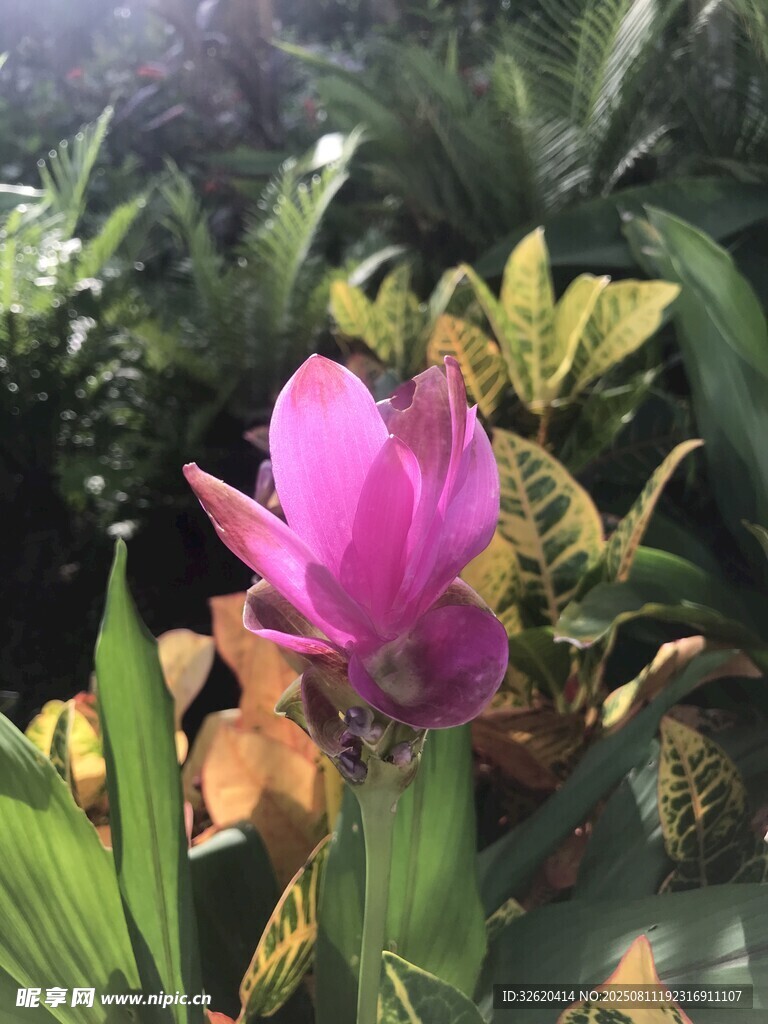 嬌艷粉花綻放于綠植間