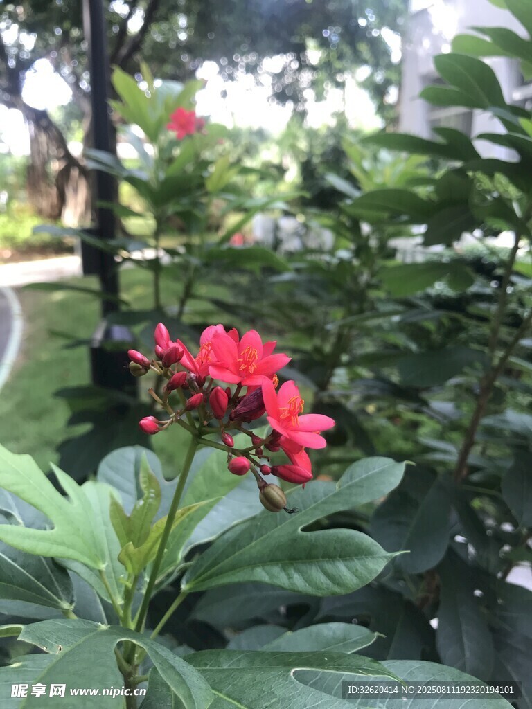 嬌艷紅花綻放于綠植間