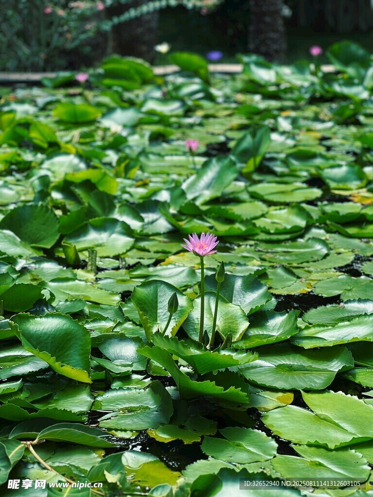 睡蓮與荷葉