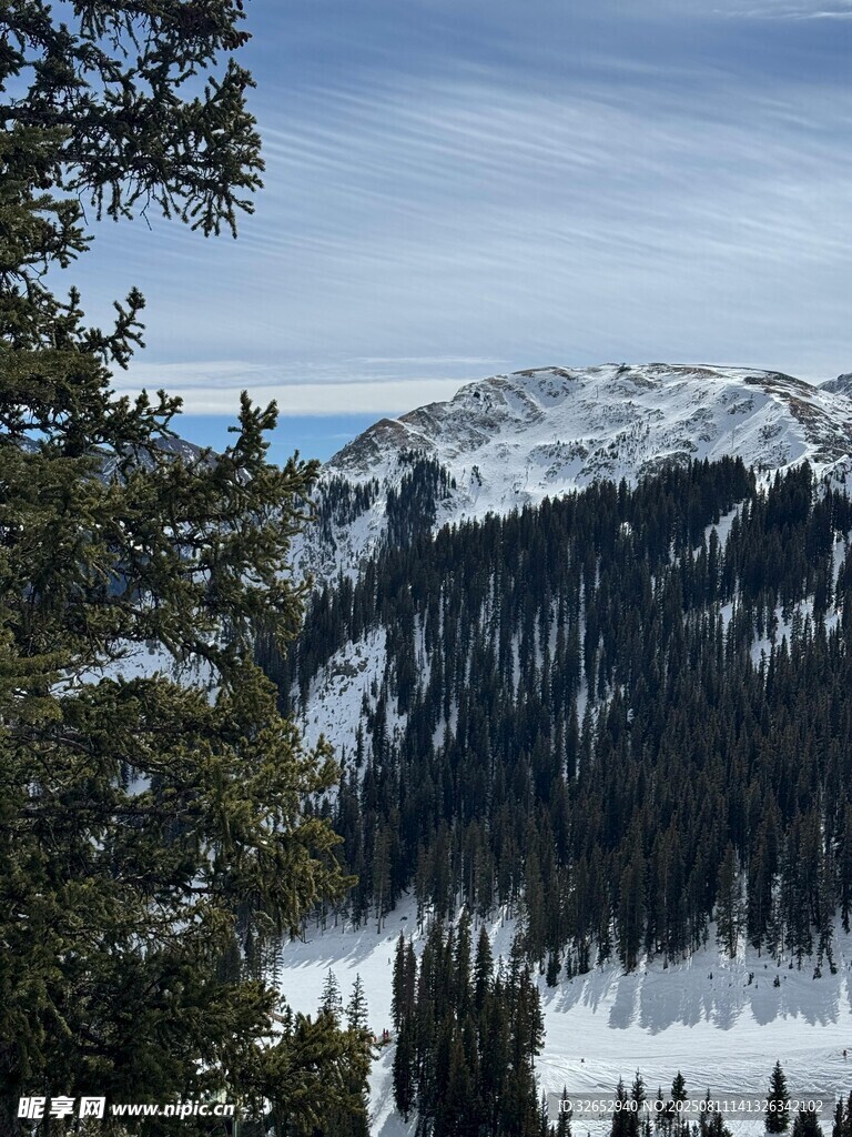 雪山松林