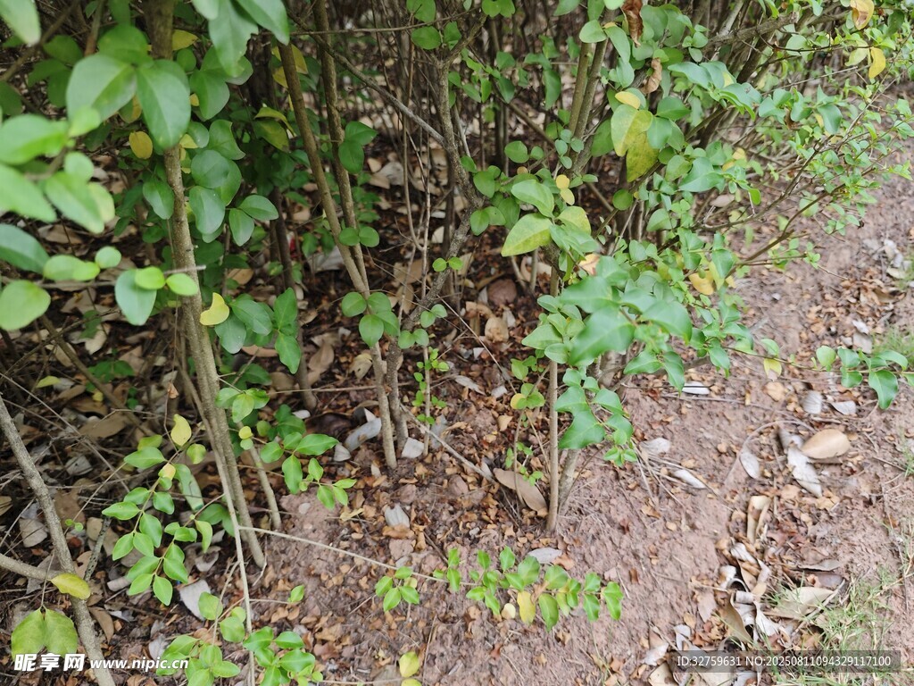 綠植相伴