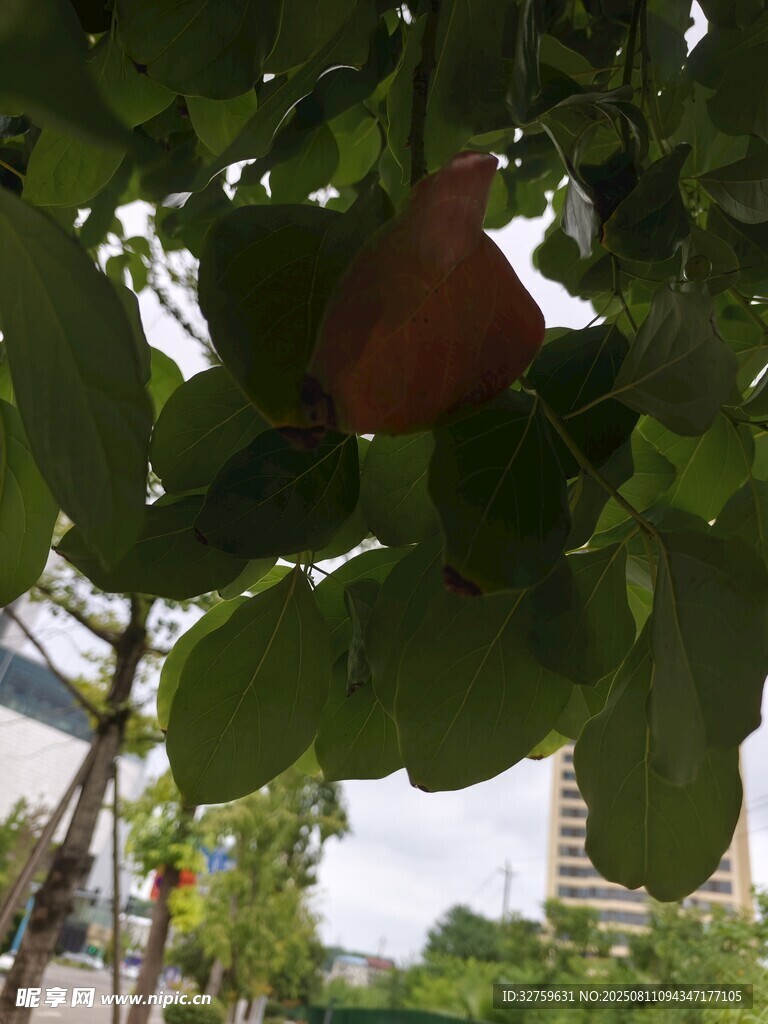 綠葉間的紅果
