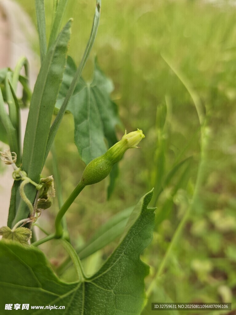 田間嫩綠的植株