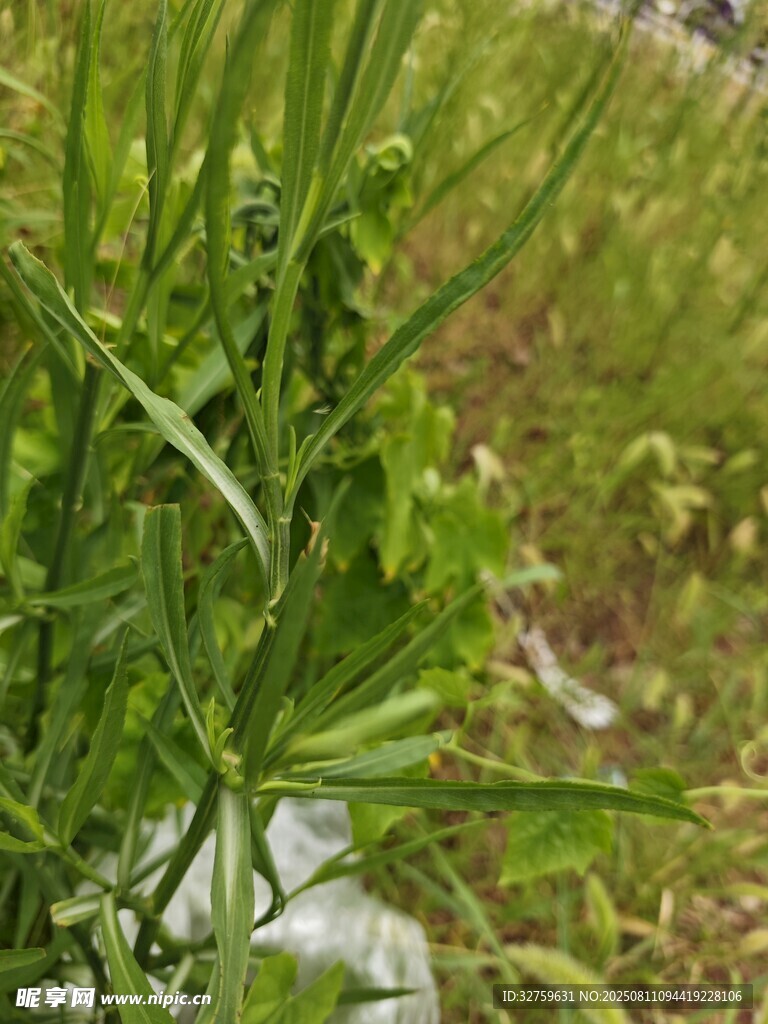 野外綠色植物特寫