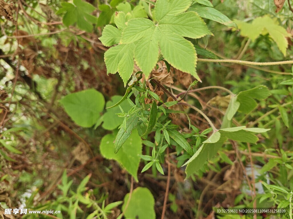 綠葉藤蔓植物近景特寫
