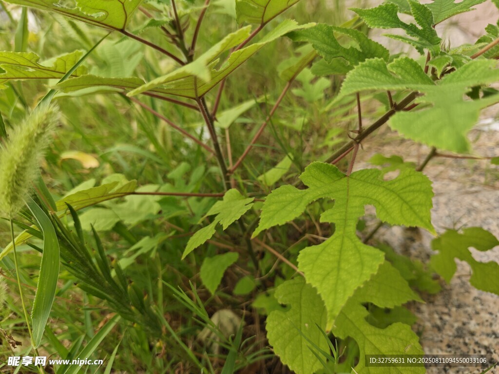 綠葉繁茂的野生植物